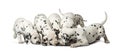 Group of Dalmatian puppies eating Royalty Free Stock Photo