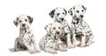 Group of Dalmatian puppies sitting, isolated