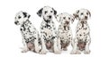 Group of Dalmatian puppies sitting, isolated