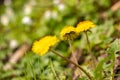 Group of Dandelion in the forest with blur snowdrops in the background Royalty Free Stock Photo