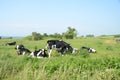 Group of danish black-and-white cattle Royalty Free Stock Photo