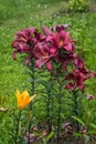 A group of dark fuschia lilies against one yellow lilly growing in the garden