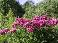 A group of dark pink peonies blooming Royalty Free Stock Photo