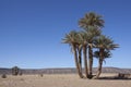 Group of date palms (Phoenix dactylifera). Royalty Free Stock Photo