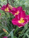 A group of daylilies