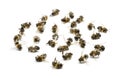 Group of dead bees, isolated