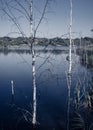 Group of dead birch trees standing in lake water in the summertime. Selective focus on the foreground, lush green in the