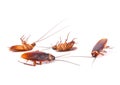 Dead cockroaches white background Royalty Free Stock Photo