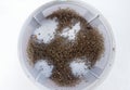 Group of Dead mosquito from insect trap in tray Royalty Free Stock Photo