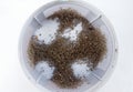 Group of Dead mosquito from insect trap in tray