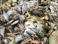 Group dead shell and dry fish on the ground Royalty Free Stock Photo