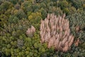 A group of dead spruces are a sign of forest dieback in Germany
