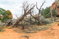 Group of dead trees along the Devils Garden Trail.Arches National Park.Utah.USA Royalty Free Stock Photo