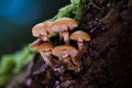 Group of deadly poisonous funeral bell mushrooms (Galerina marginata)