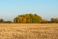 A group of deciduous trees growing in a field, autumnal view