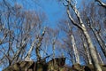 Group of deciduous trees under blue sky without leaves