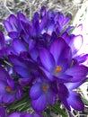 Group of deep purple crocus flowers in spring Royalty Free Stock Photo