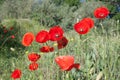 A group of deep red poppies in a meadow during their flowering Royalty Free Stock Photo