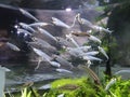 A group of Deepwater fish with transparent and luminous body. Small tiny fishes swimming in the aquarium tank. Royalty Free Stock Photo