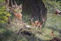 Group of Deer in Dyrehaven, Denmark Royalty Free Stock Photo