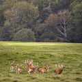 Group of Deer in Dyrehaven, north of Copenhagen Royalty Free Stock Photo