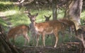 Group of Deer in Dyrehaven, Denmark Royalty Free Stock Photo