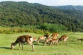 Group Deer eating grass on mountian