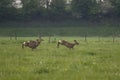 Group deer flee