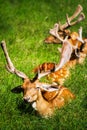 A group of deer.. Royalty Free Stock Photo