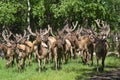 Group Deer in forest. Bighorn mountain maral