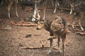 Group of deer in a forest