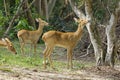 The group deer in the forest at thailand