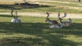 Herd of deer aying Down Royalty Free Stock Photo