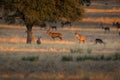 Group of deer in Monfrague National Park, Extremadura. Spain Royalty Free Stock Photo