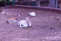 A group of deer sitting on the ground