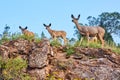 Group of deer at top of cliffs in the desert Royalty Free Stock Photo