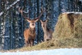 A group of deer in the winter forest in the daytime. Portrait of deer in the wild. Close-up. Royalty Free Stock Photo