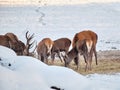 A group of deer in the winter forest in the daytime. Portrait of deer in the wild. Close-up. Royalty Free Stock Photo