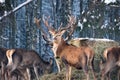 A group of deer in the winter forest in the daytime. Portrait of deer in the wild. Close-up. Royalty Free Stock Photo