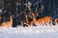 A group of deer in a winter forest in the rays of sunset. Portrait of deer in the wild. Close-up. Royalty Free Stock Photo