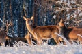 A group of deer in a winter forest in the rays of sunset. Portrait of deer in the wild. Close-up. Royalty Free Stock Photo