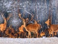 A group of deer in a winter forest in the rays of sunset. Portrait of deer in the wild. Close-up. Royalty Free Stock Photo