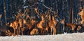 A group of deer in a winter forest in the rays of sunset. Portrait of deer in the wild. Close-up. Royalty Free Stock Photo