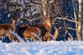 A group of deer in a winter forest in the rays of sunset. Portrait of deer in the wild. Close-up. Royalty Free Stock Photo