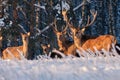 A group of deer in a winter forest in the rays of sunset. Portrait of deer in the wild. Close-up. Royalty Free Stock Photo