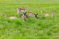 Group of deers in fields in Phoenix park