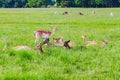 Group of deers, fields and trees in Phoenix park