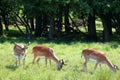 Herd of deers Royalty Free Stock Photo