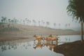 Group of deers by the lake on a foggy day