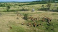 Group of deers in a meadow in a nature reserve in Russia, aerial view